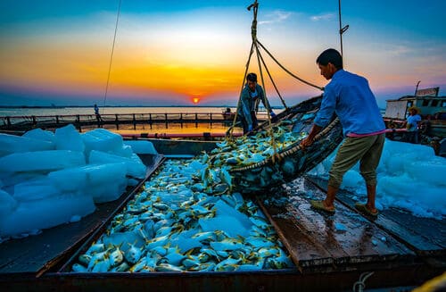 yellow pomfret wholesale