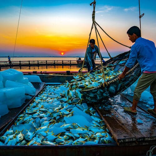 yellow pomfret from China