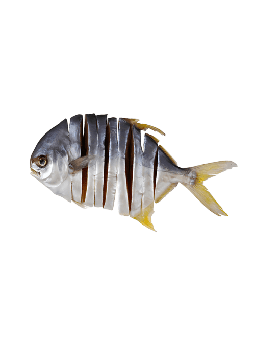 wholesale pompano fish from China