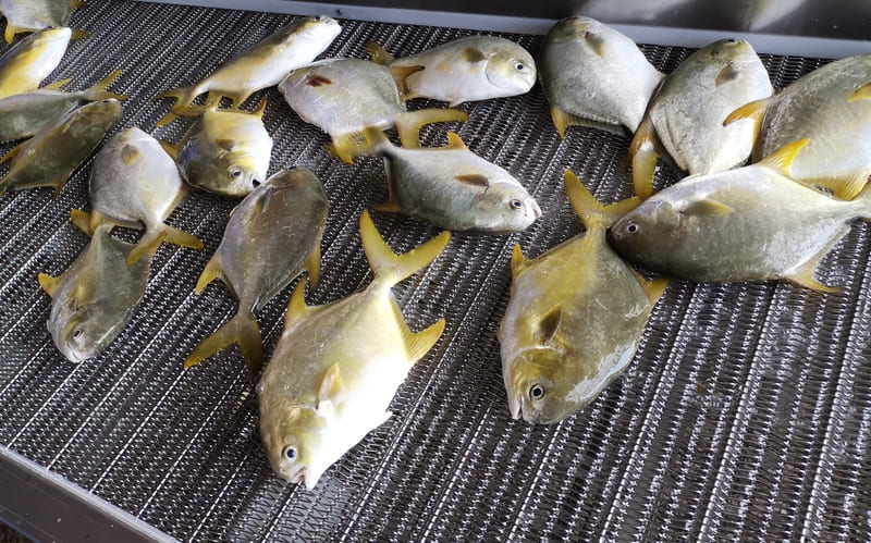 yellow pompano fish processing