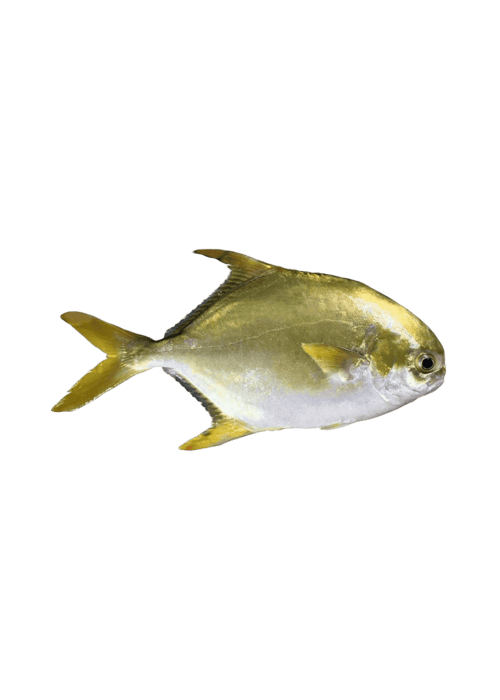 whole pomfret fish