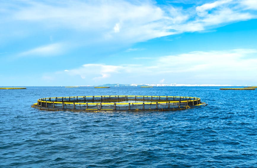 pompano fish farm