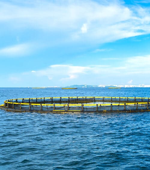 China pompano fish farm