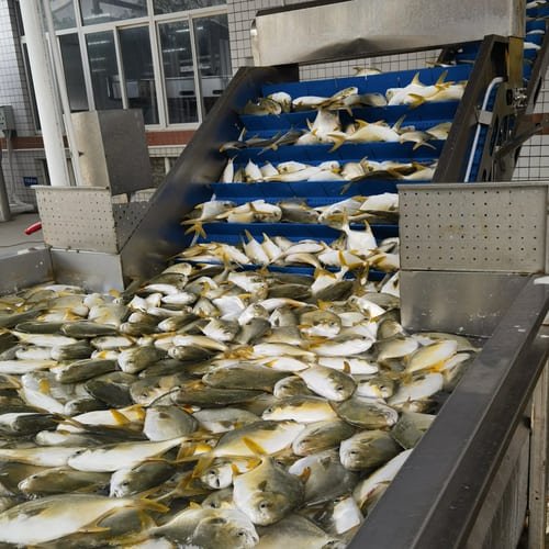 golden pomfret factory