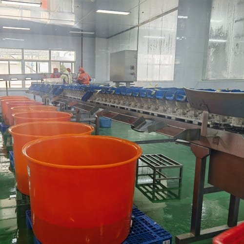 China golden pomfret factory