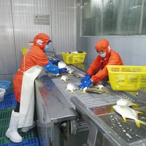 golden pomfret factory