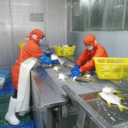 golden pomfret supplier