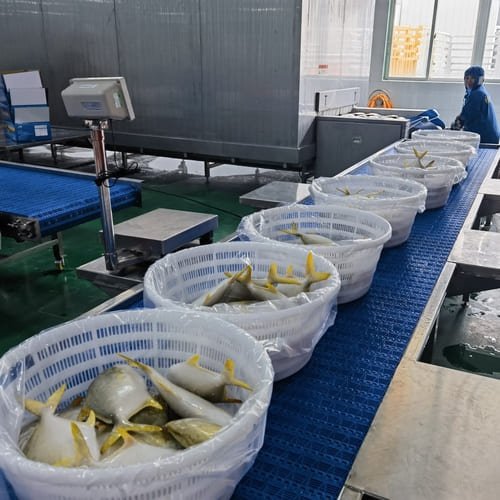 China golden pomfret factory