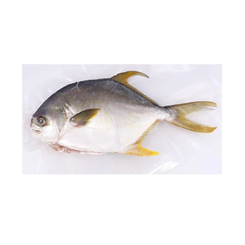 golden pomfret with Vacuum package