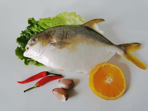 Chinese golden pomfret