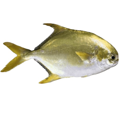 Chinese golden pomfret