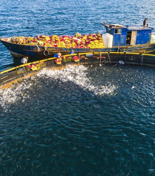 Golden pomfret farming