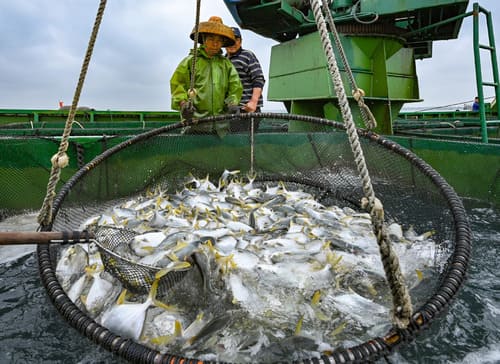 golden pomfret supplier