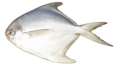 white pomfret fish